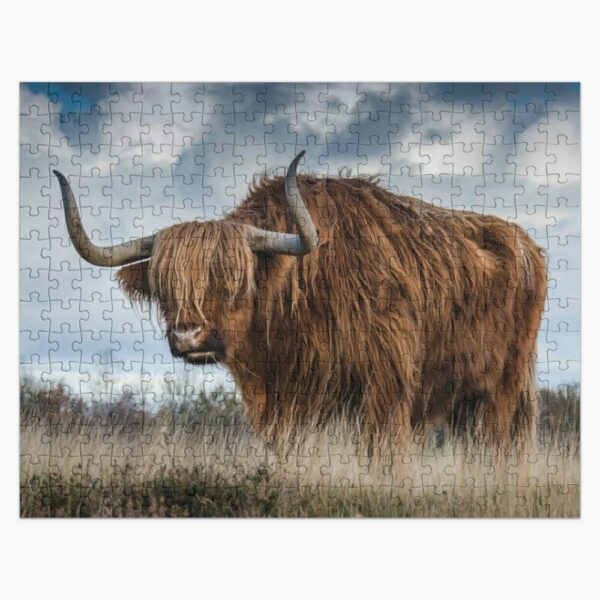 Highland Cow Scotland Photo 2 Jigsaw